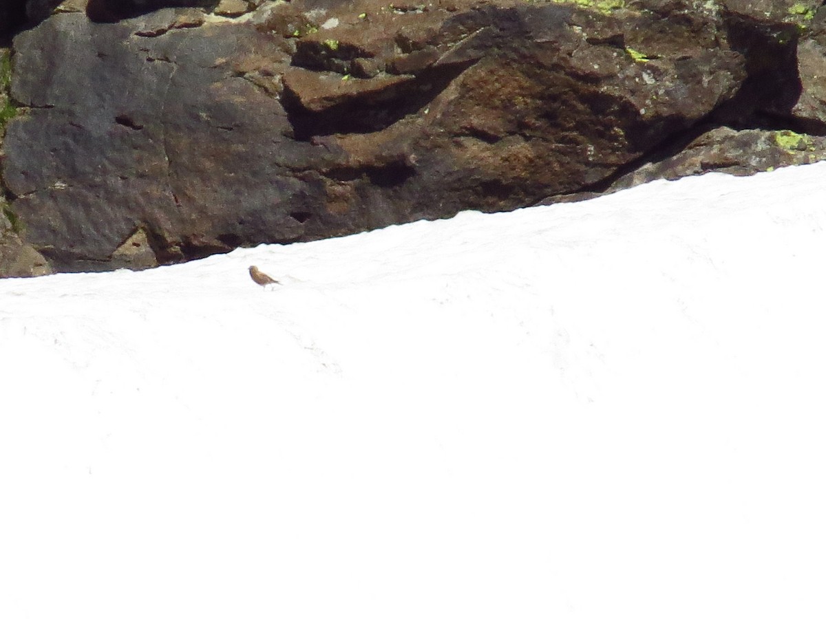 pěnkavice coloradská - ML645756431