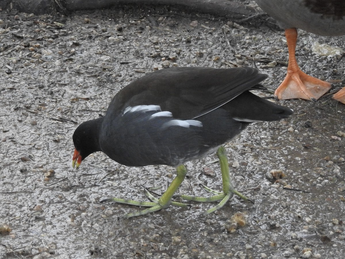 סופית אמריקנית - ML645756433