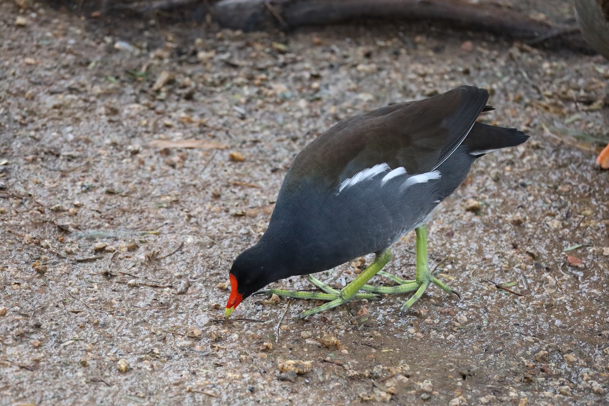 סופית אמריקנית - ML645756434