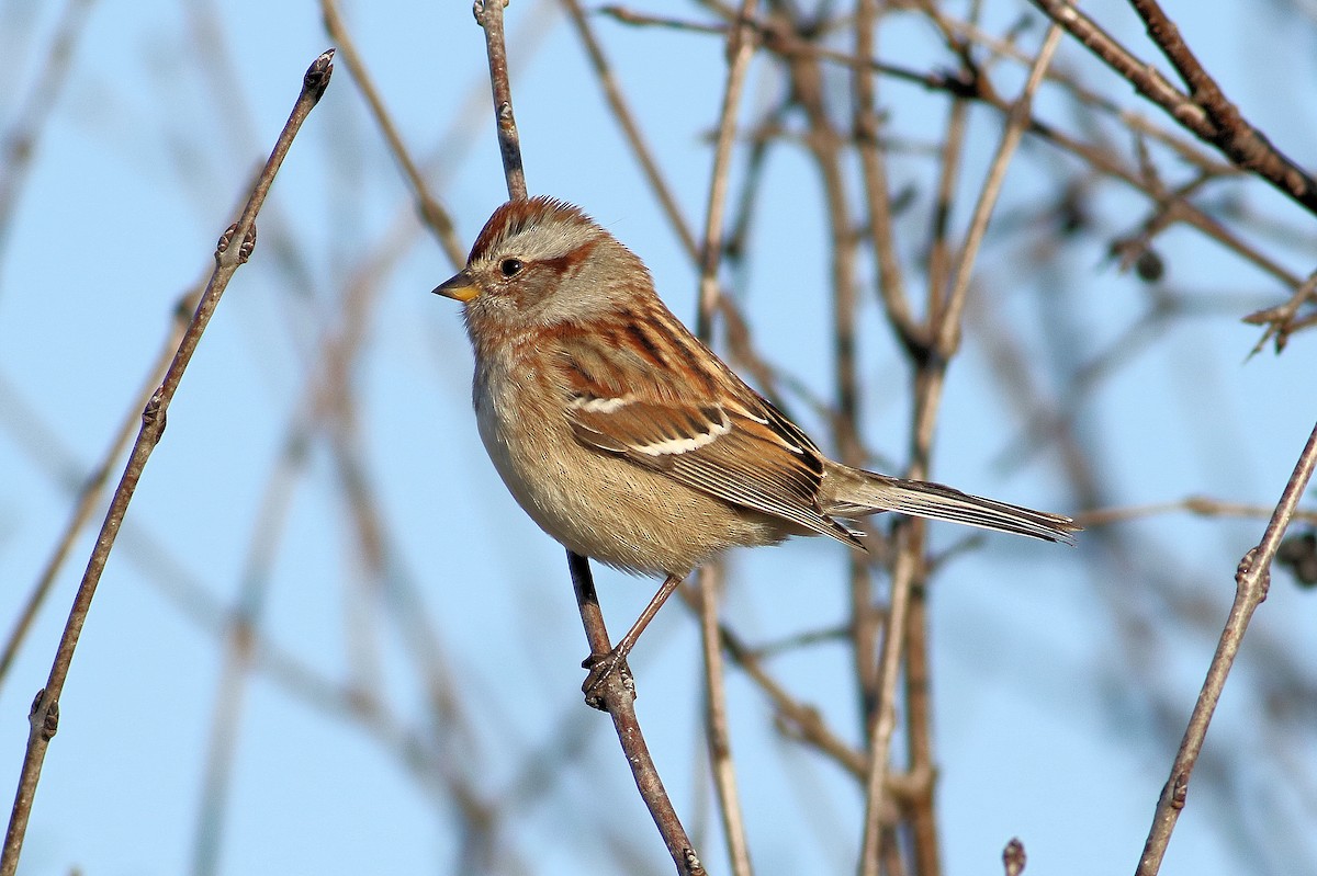 American Tree Sparrow - ML645756437