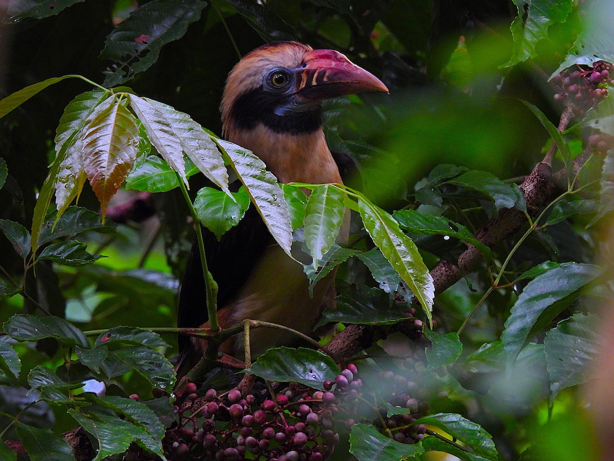 Mindoro Hornbill - ML645756438