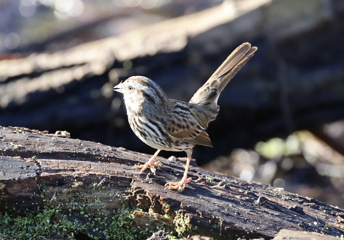 Song Sparrow - ML645756439