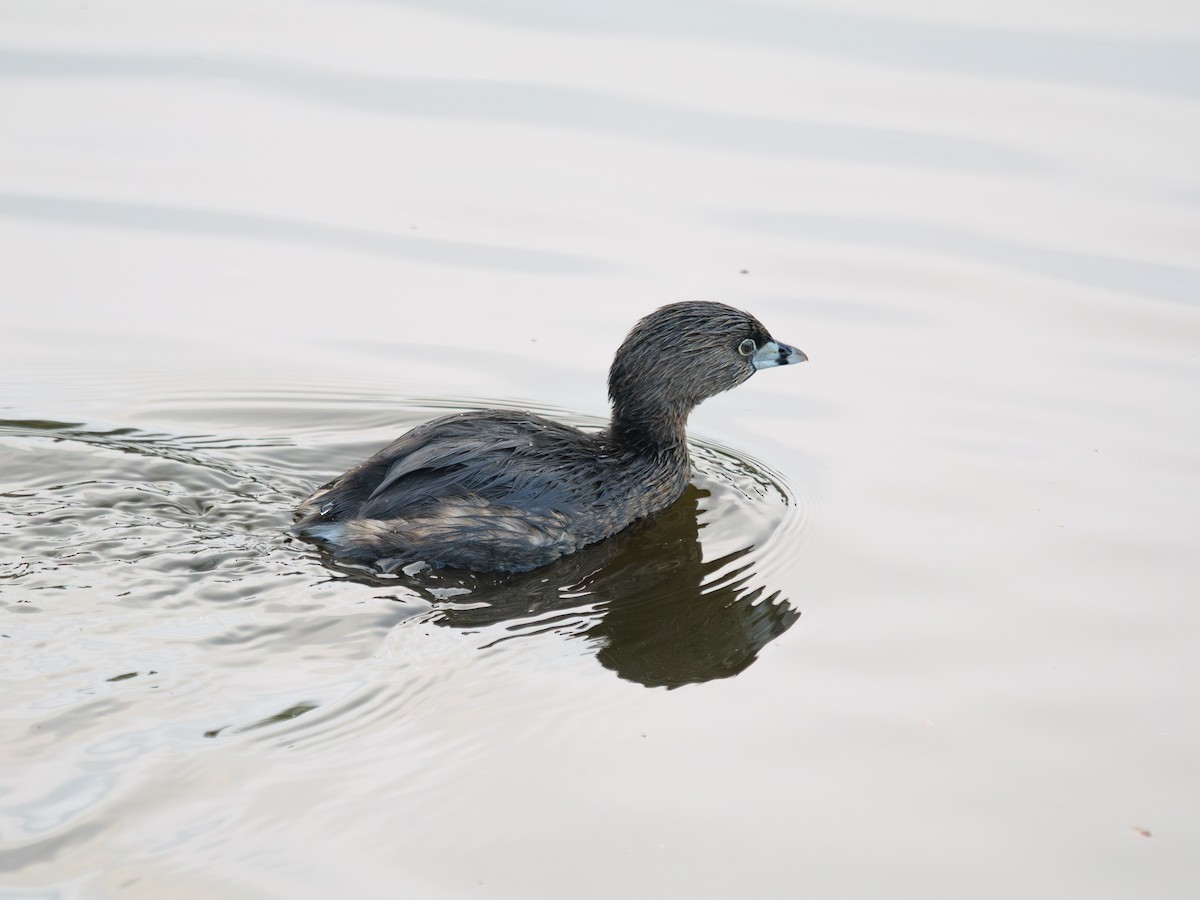 Pied-billed Grebe - ML645756441