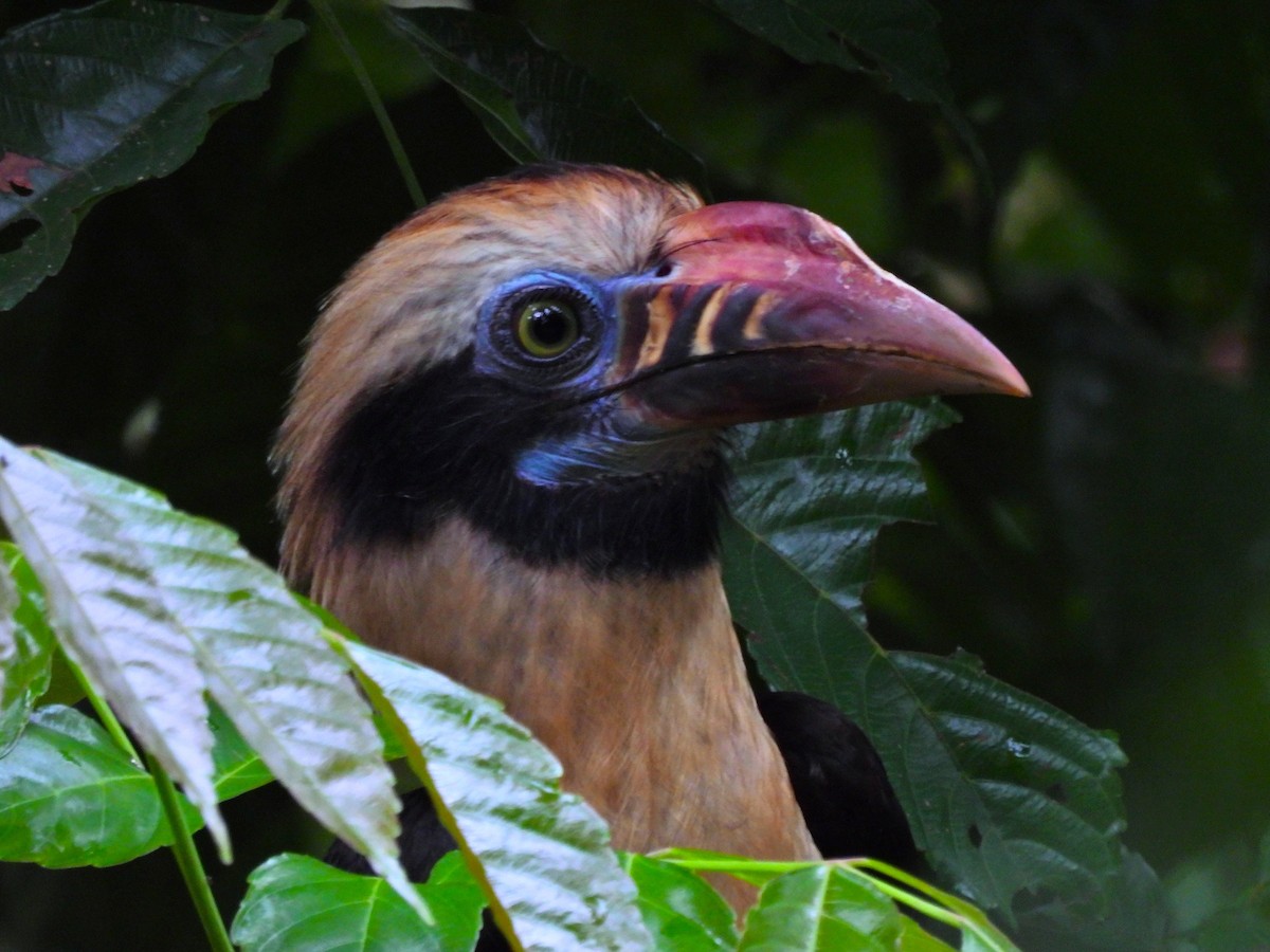 Mindoro Hornbill - ML645756453