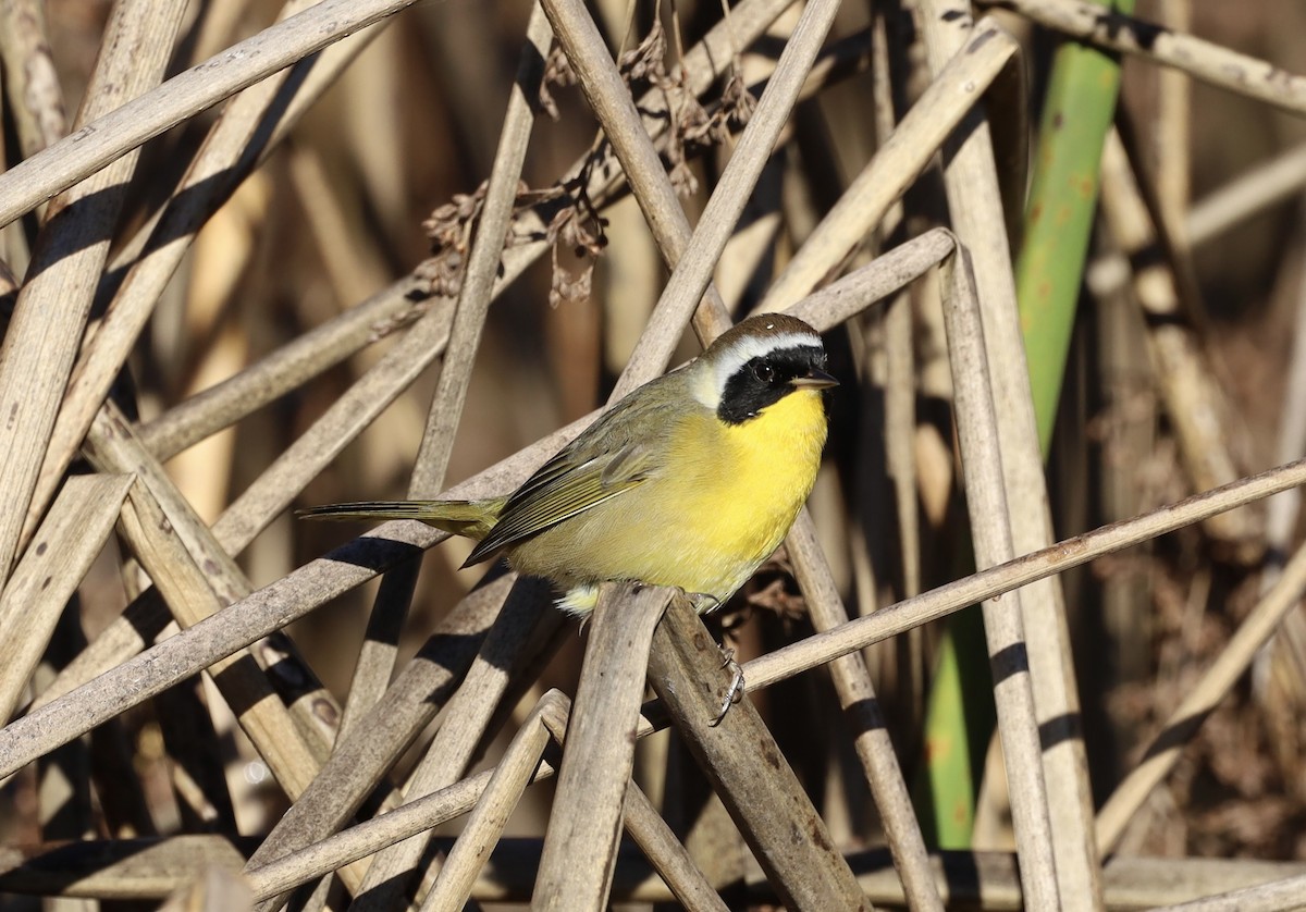 Common Yellowthroat - ML645756459