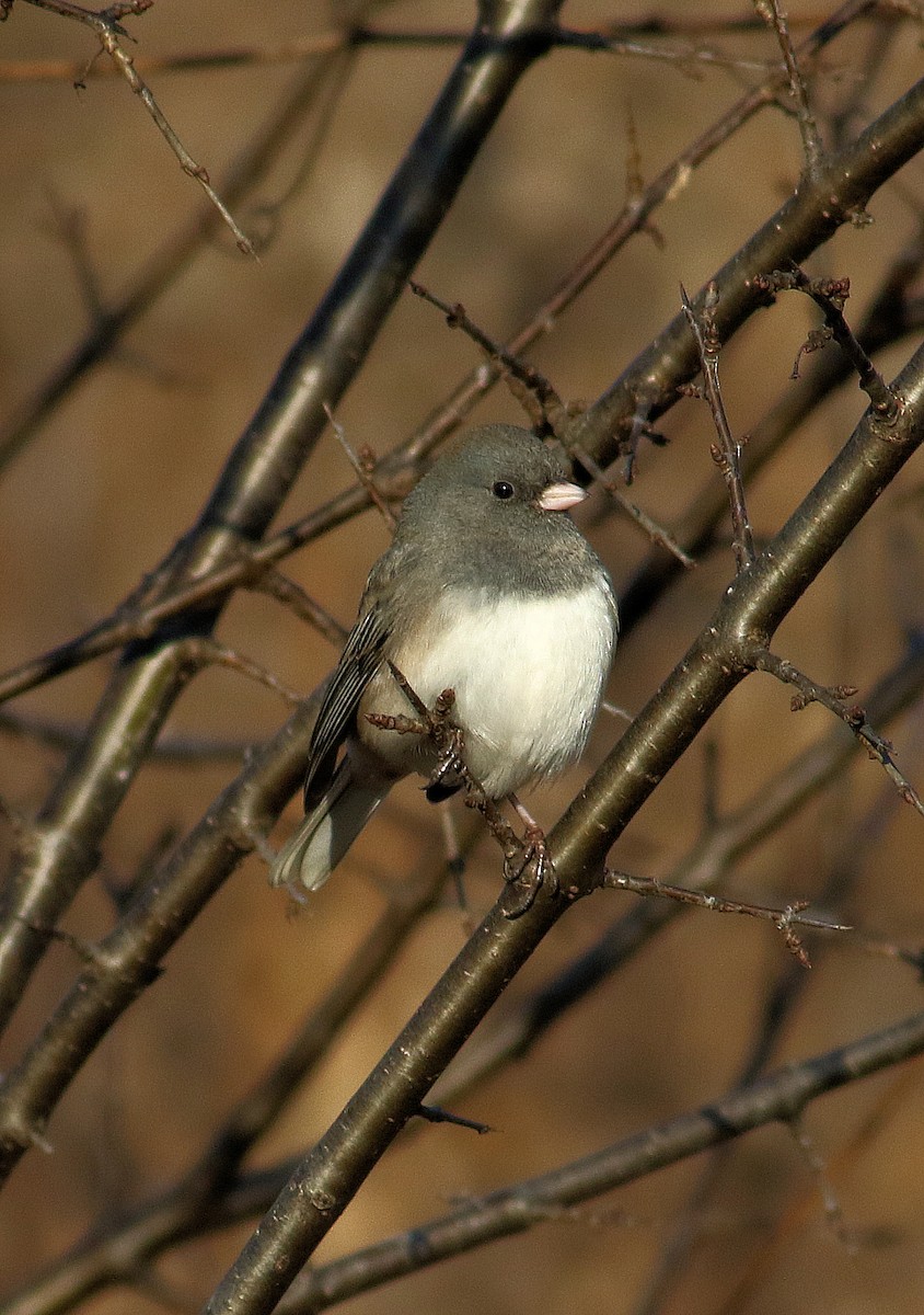 Dark-eyed Junco - ML645756462
