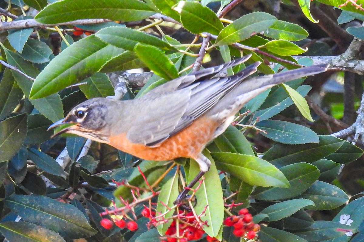 American Robin - ML645756464