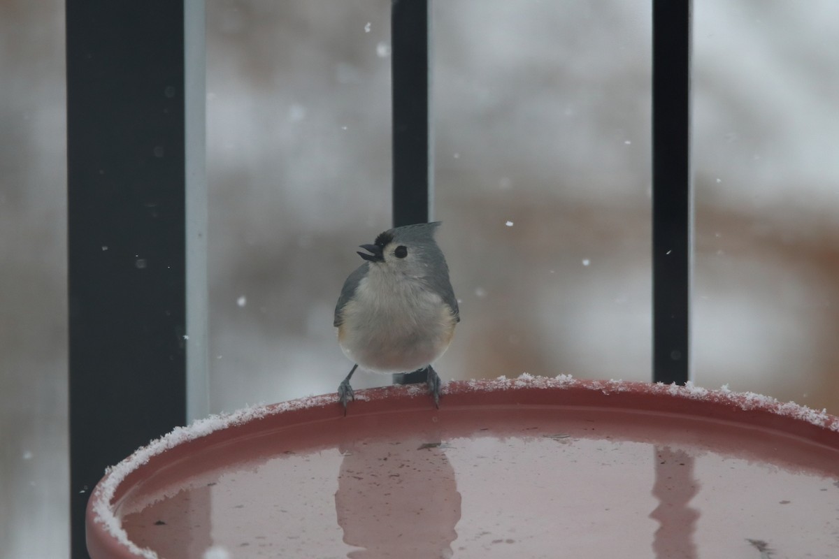 gråduskmeis - ML645756467