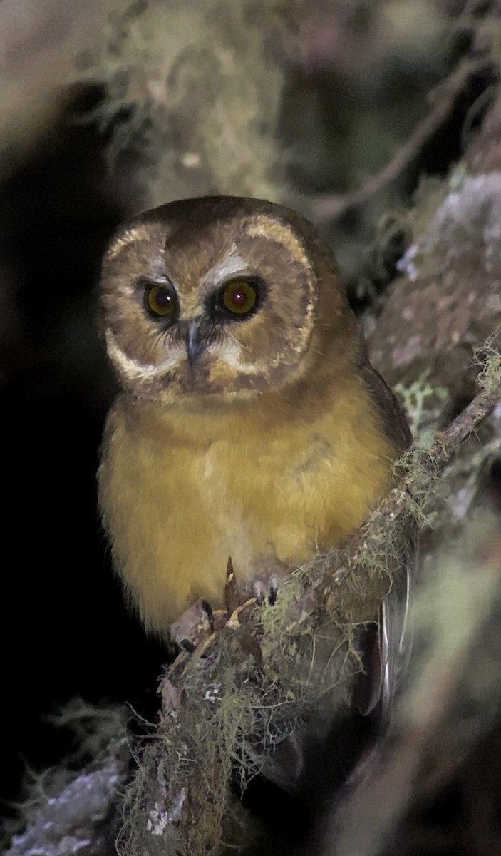 Unspotted Saw-whet Owl - ML645756468