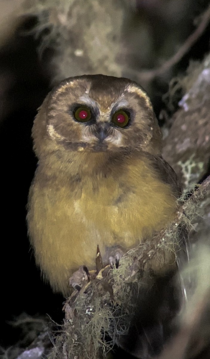 Unspotted Saw-whet Owl - ML645756469