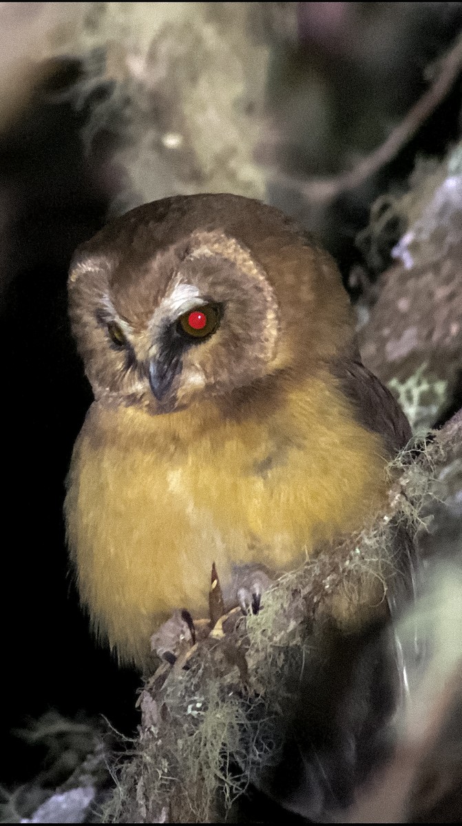 Unspotted Saw-whet Owl - ML645756470