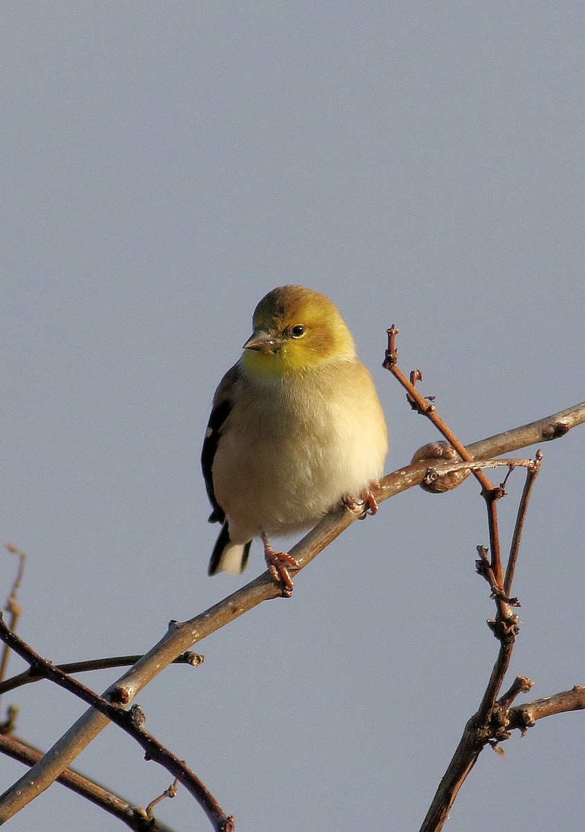 American Goldfinch - ML645756472