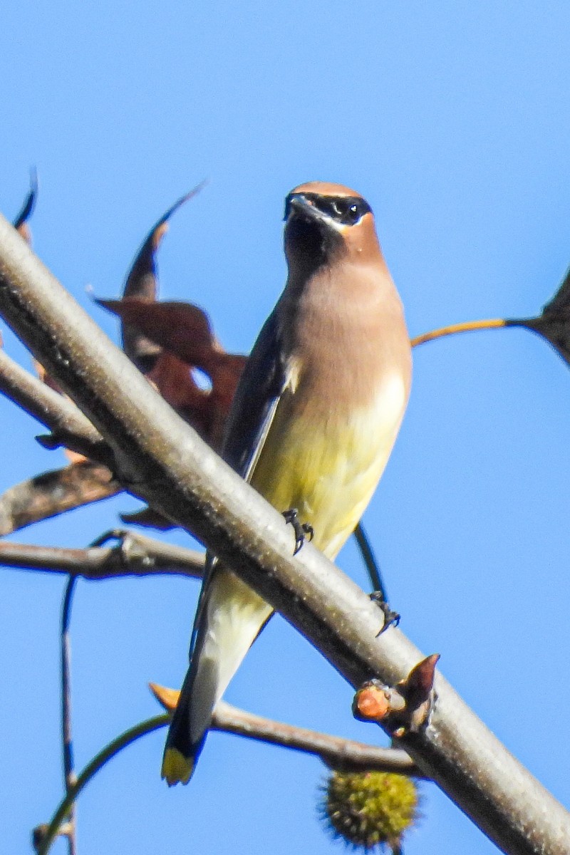Cedar Waxwing - ML645756476