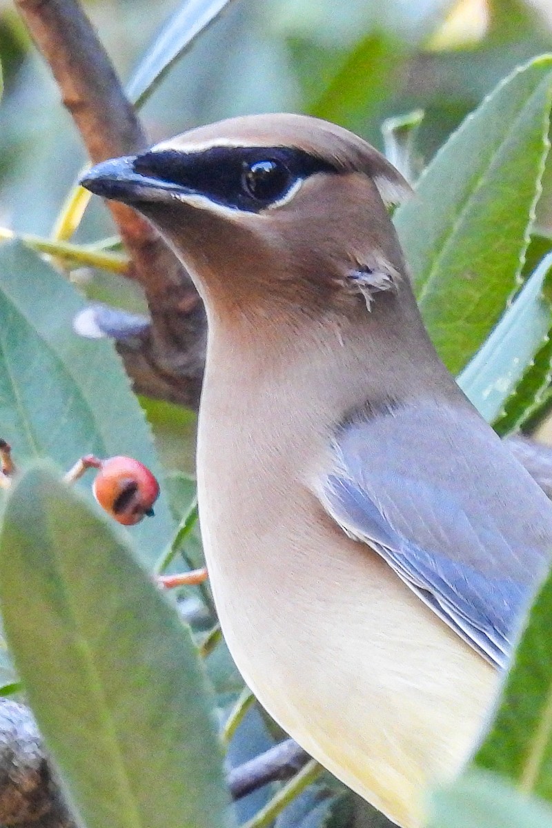 Cedar Waxwing - ML645756477