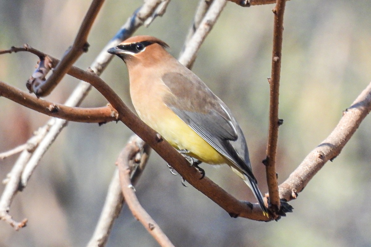 Cedar Waxwing - ML645756479