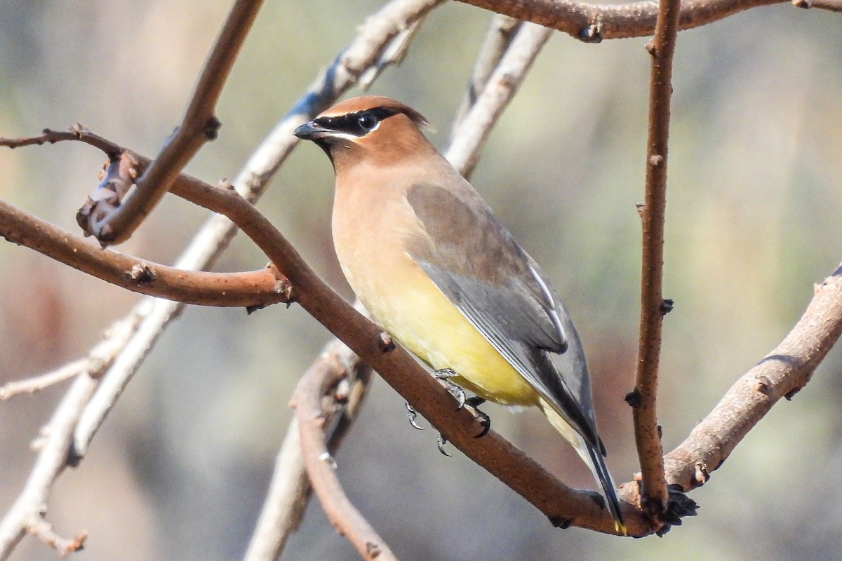 Cedar Waxwing - ML645756480