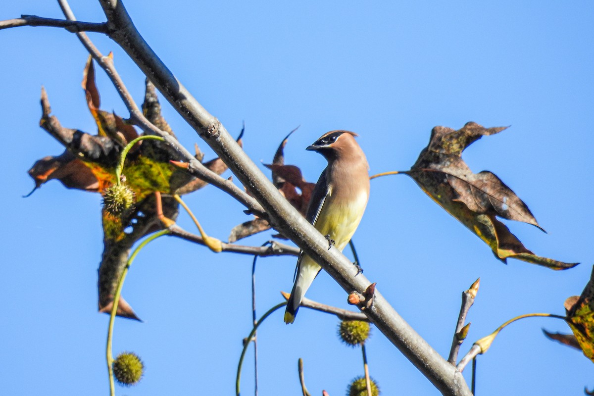 Cedar Waxwing - ML645756481