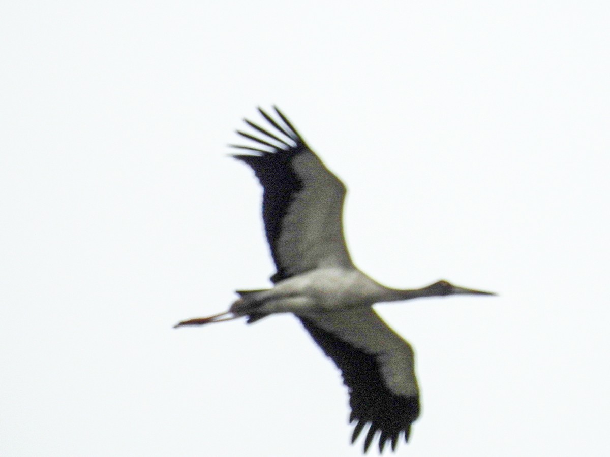 Maguari Stork - ML645756482