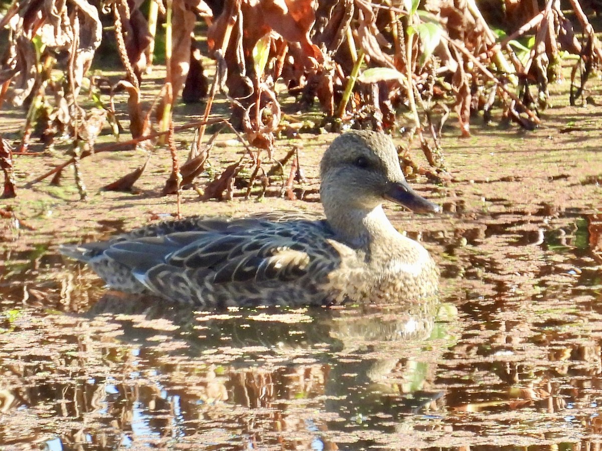 Серая утка - ML645756483