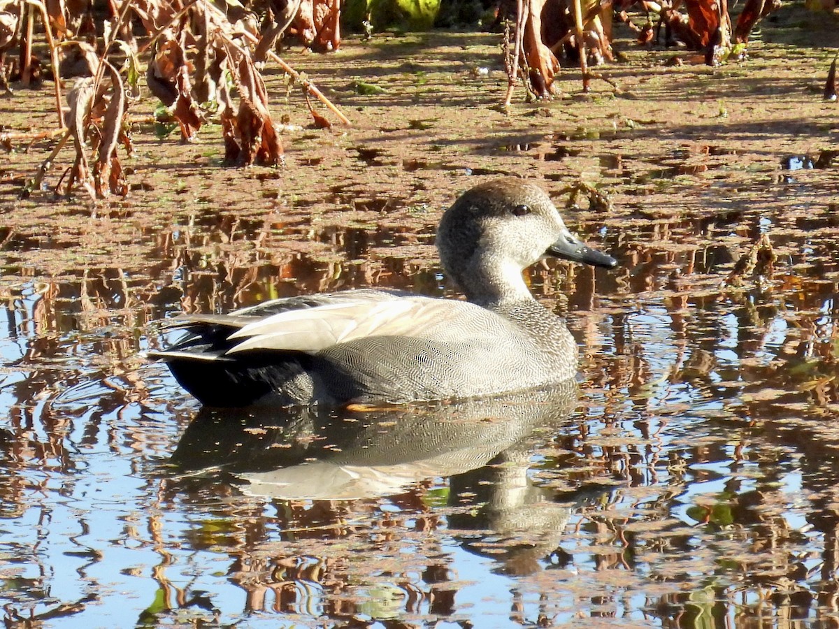 Серая утка - ML645756484