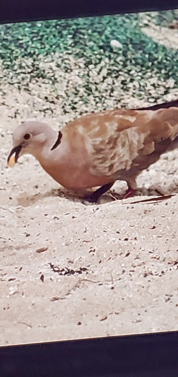 Eurasian Collared-Dove - ML645756492