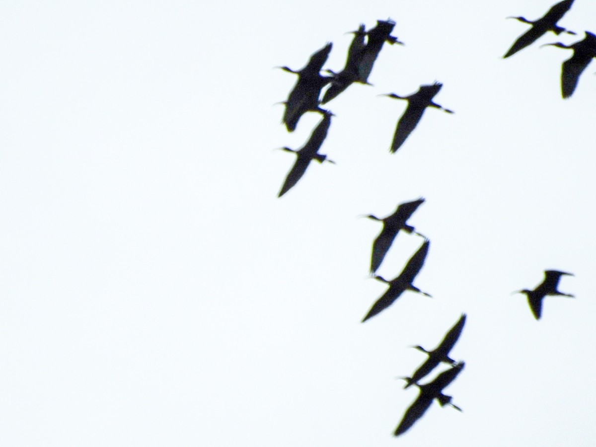 White-faced Ibis - ML645756501