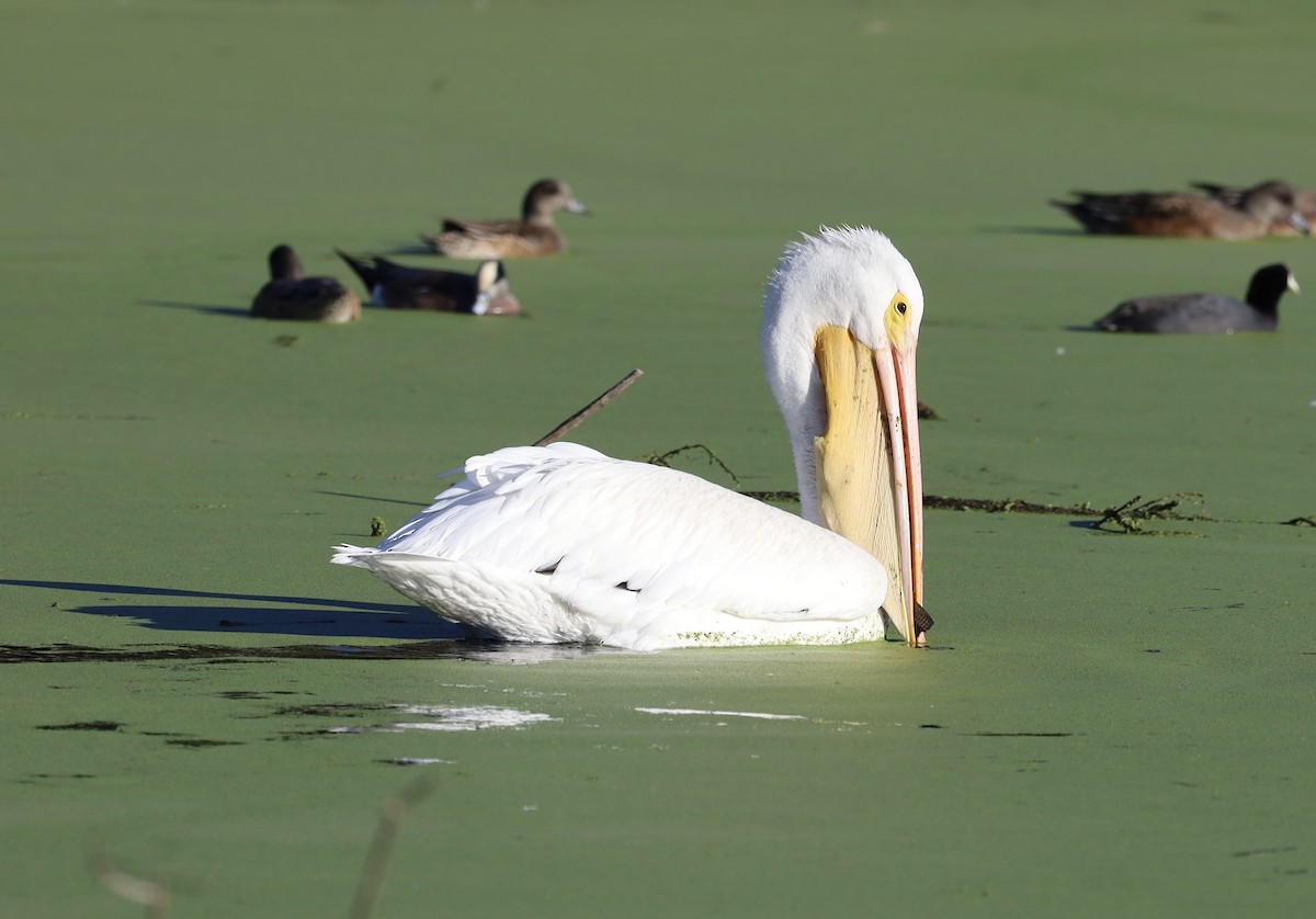 American White Pelican - ML645756506