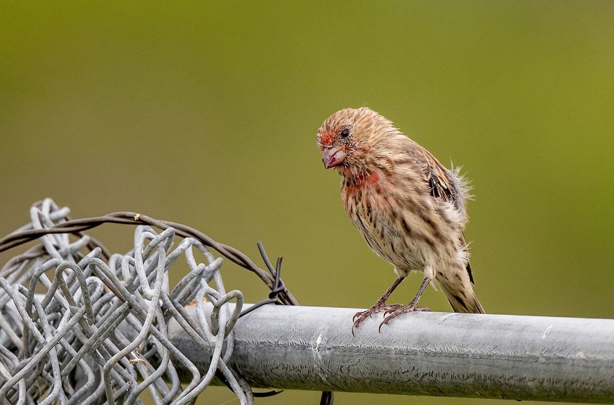 House Finch - ML645756512