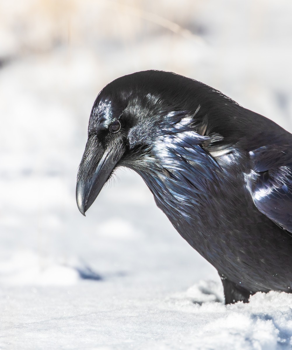 Erroi handia - ML645756532