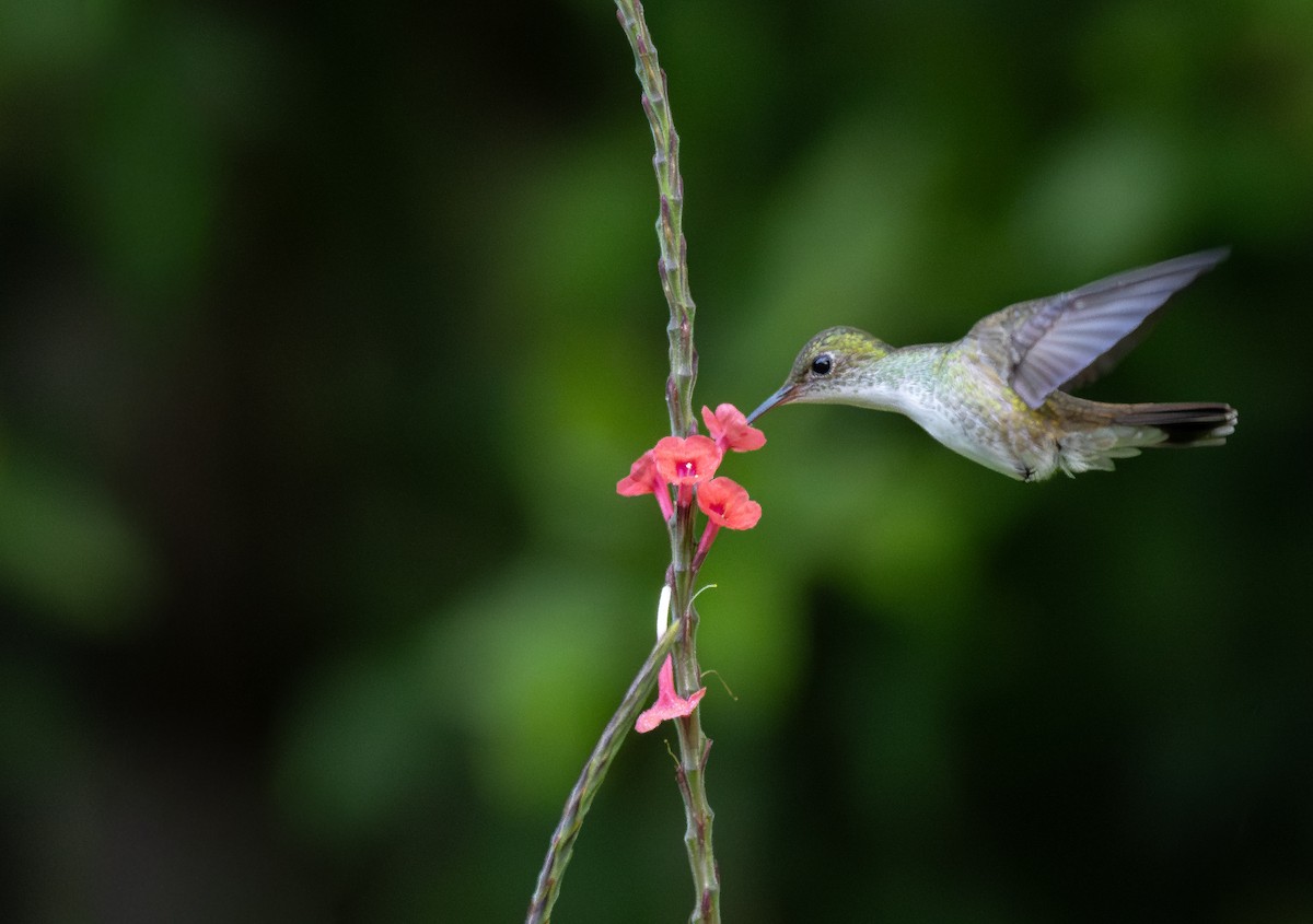 White-bellied Emerald - ML645756535