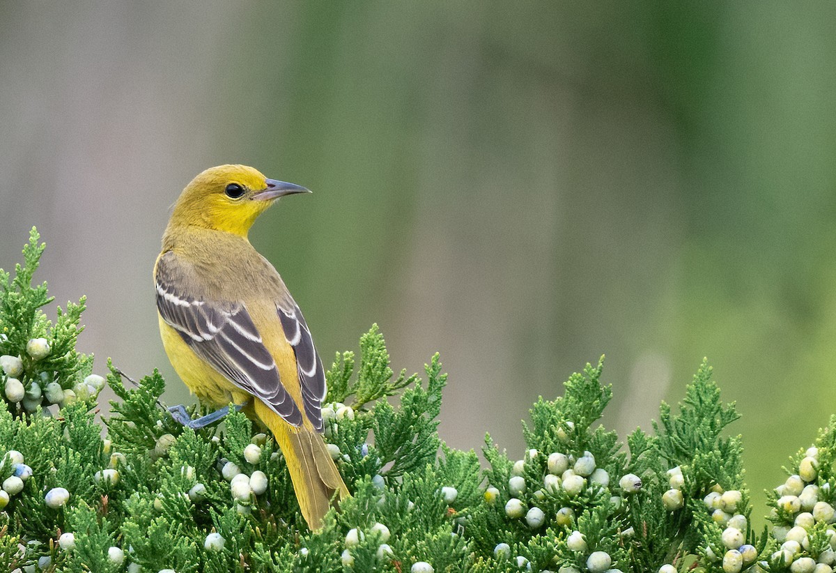 Orchard Oriole - ML645756547