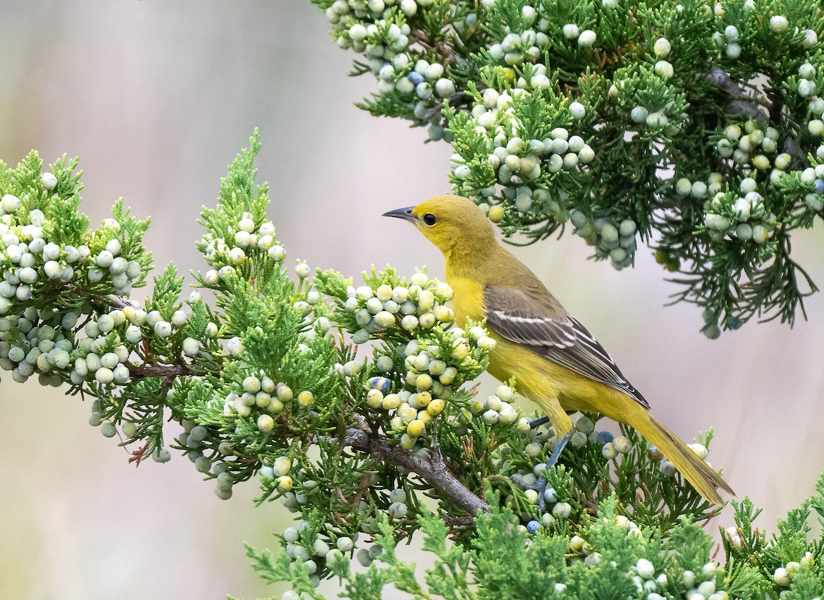 Orchard Oriole - ML645756548