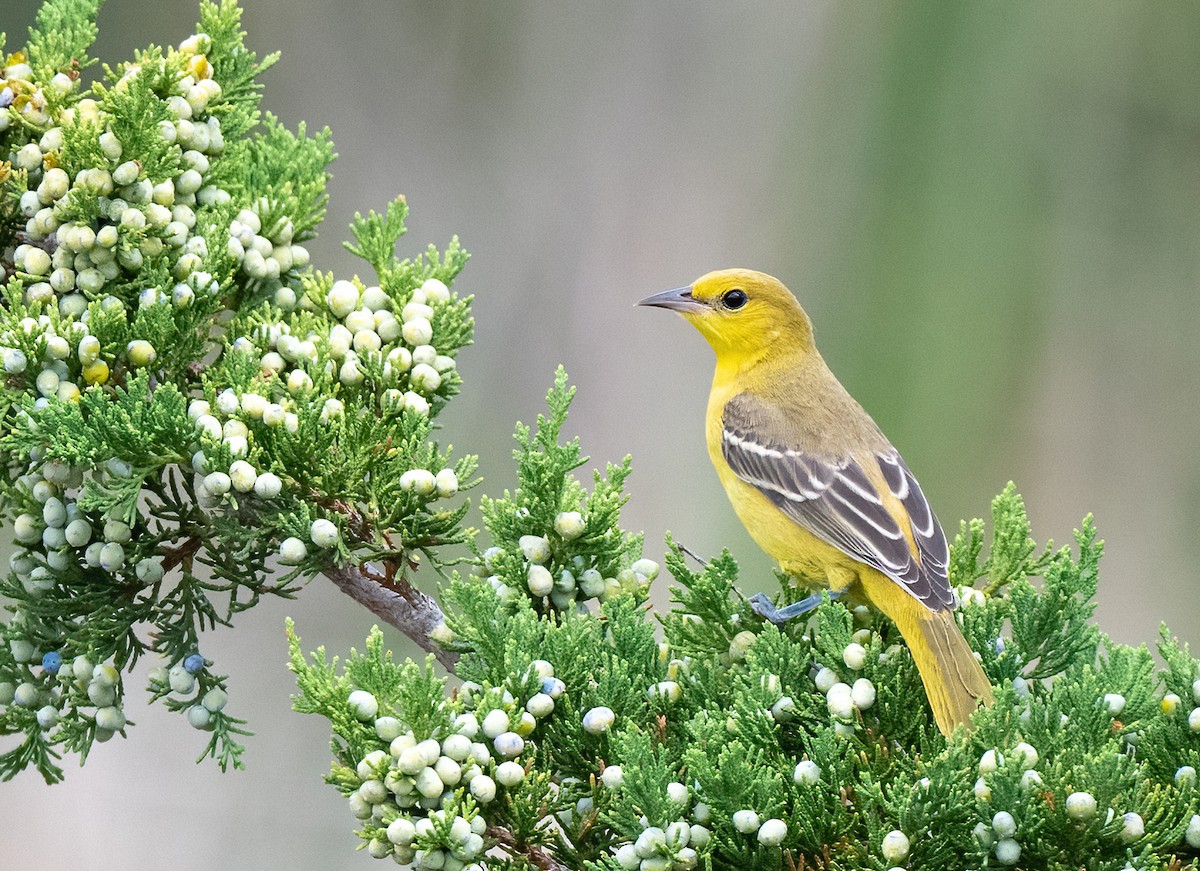 Orchard Oriole - ML645756549