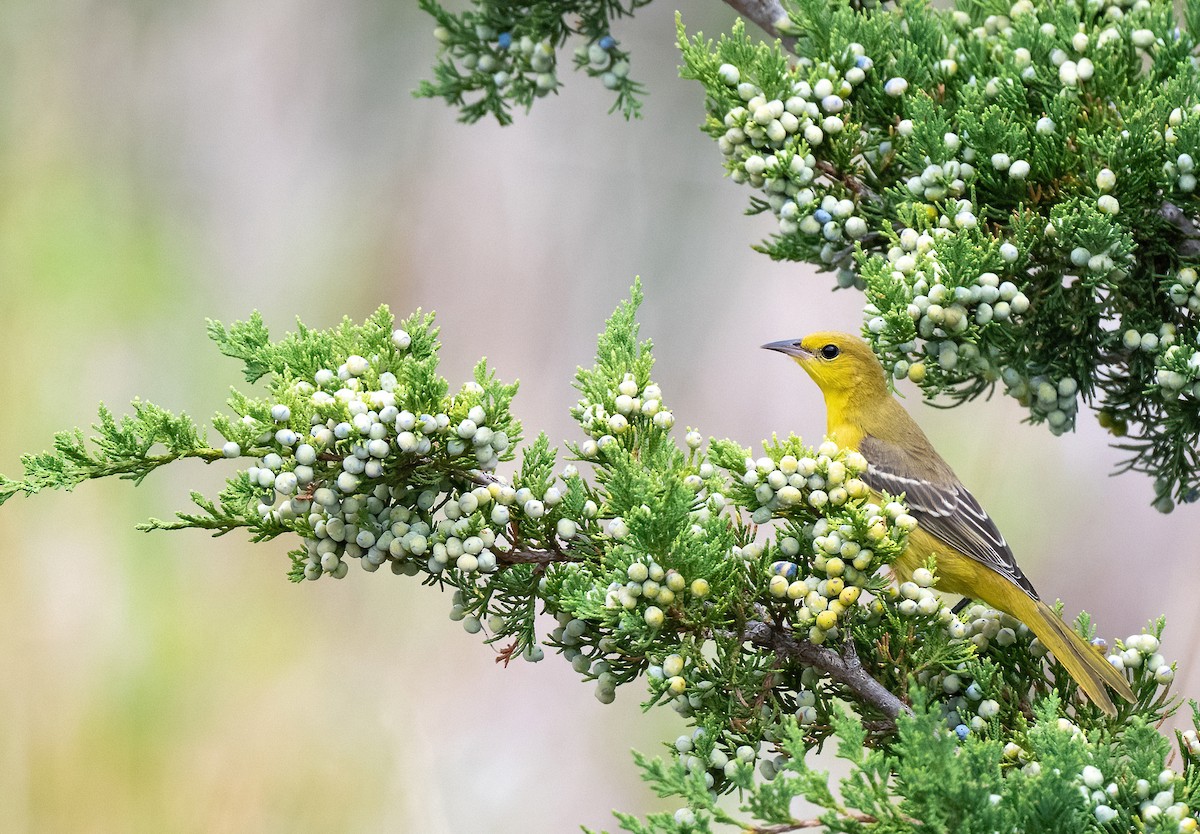 Orchard Oriole - ML645756553