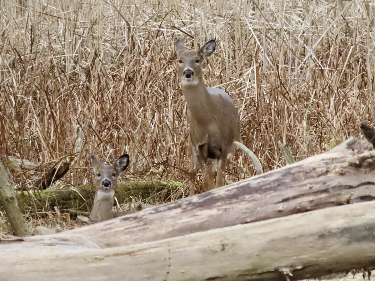 Animals - ML645756563