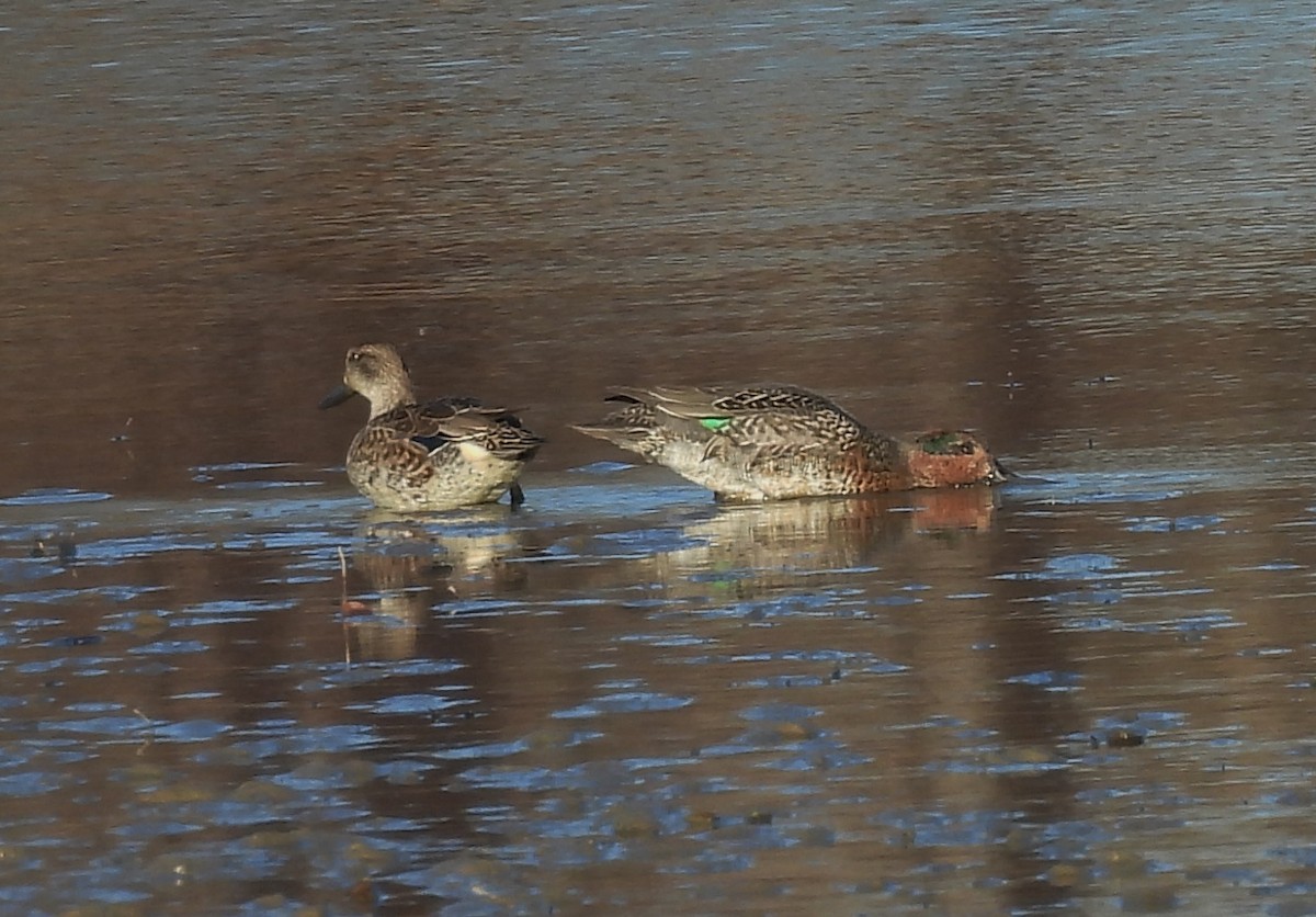 Green-winged Teal - ML645756569