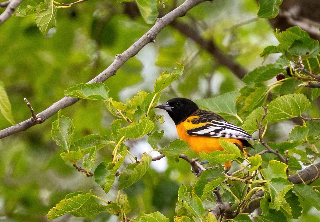 Baltimore Oriole - ML645756572