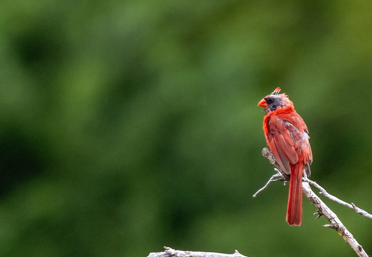 Northern Cardinal - ML645756577