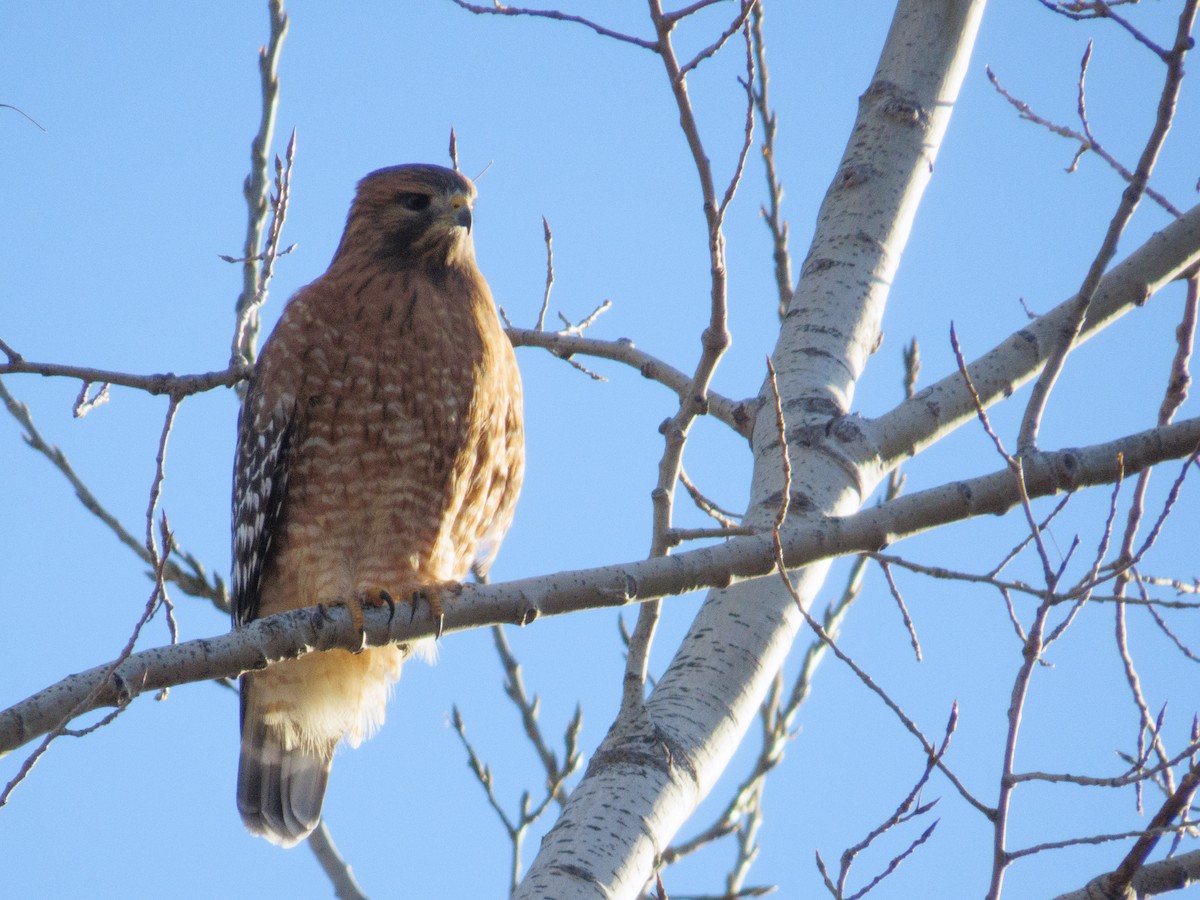 Red-shouldered Hawk - ML645756587