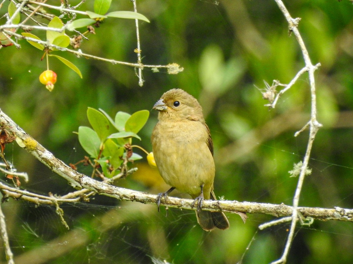 Double-collared Seedeater - ML645756592