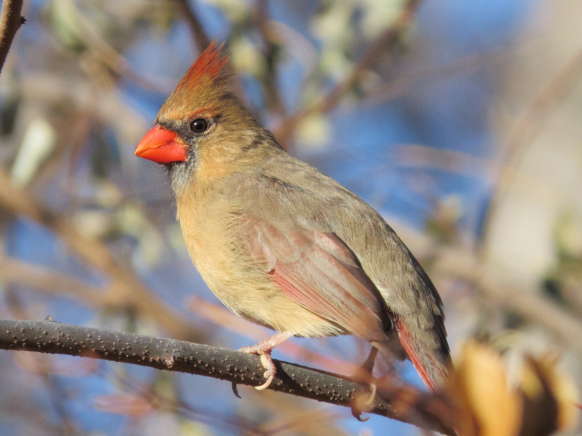 Northern Cardinal - ML645756594