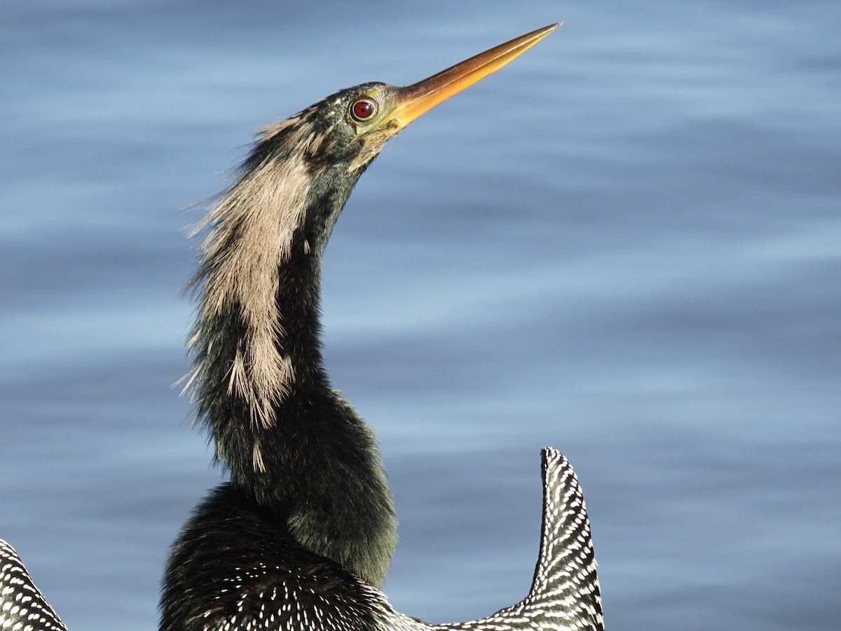Anhinga - ML645756595