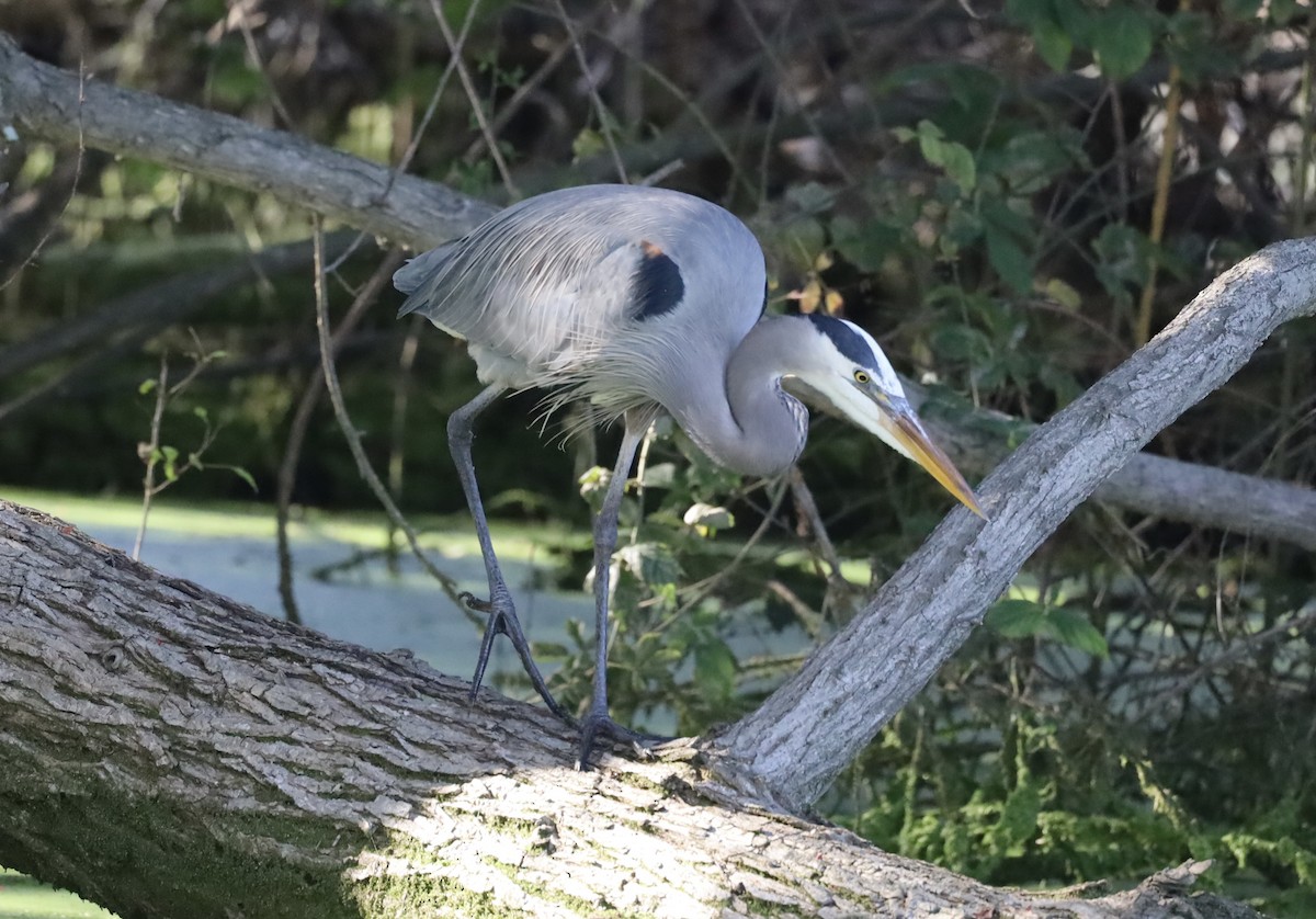Great Blue Heron - ML645756600