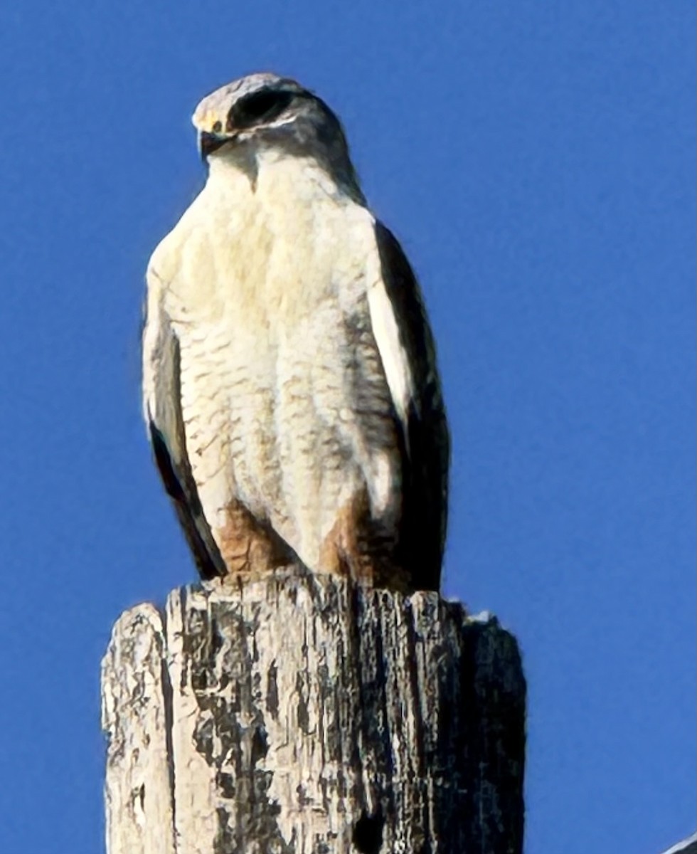 Ferruginous Hawk - ML645756605