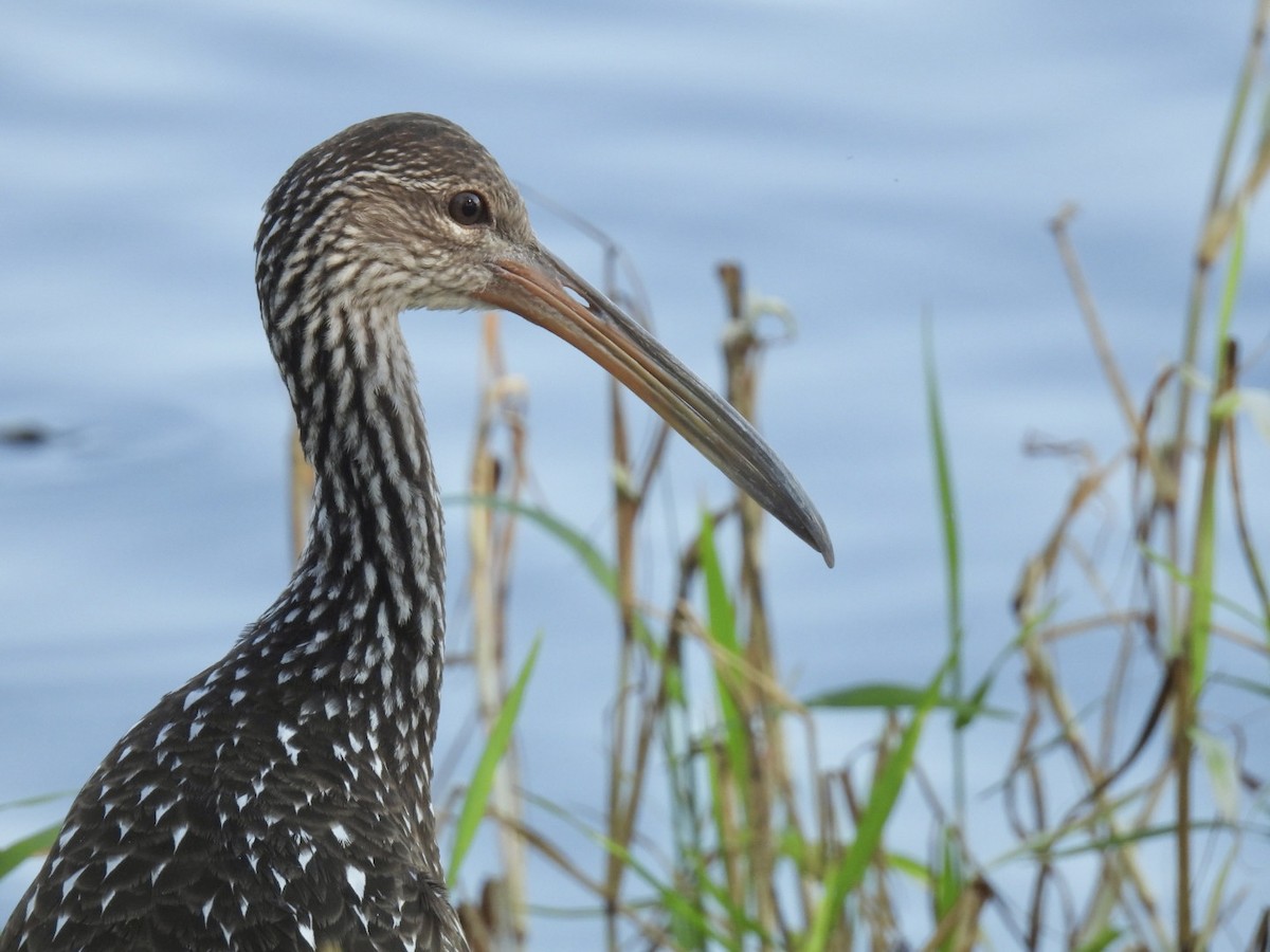 Limpkin - ML645756608