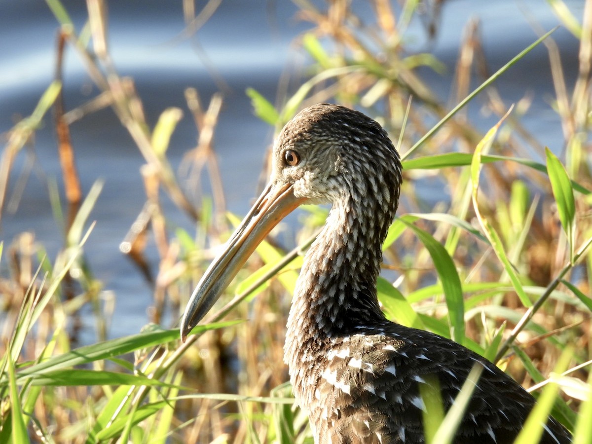 Limpkin - ML645756609