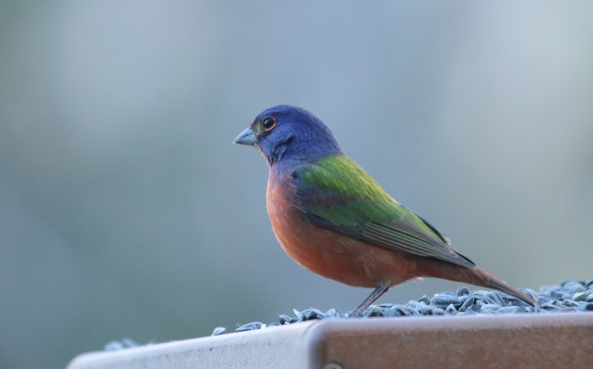 Painted Bunting - ML645756611