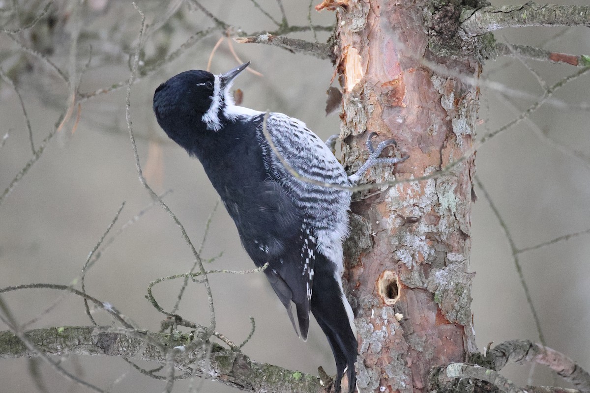 Black-backed Woodpecker - ML645756613