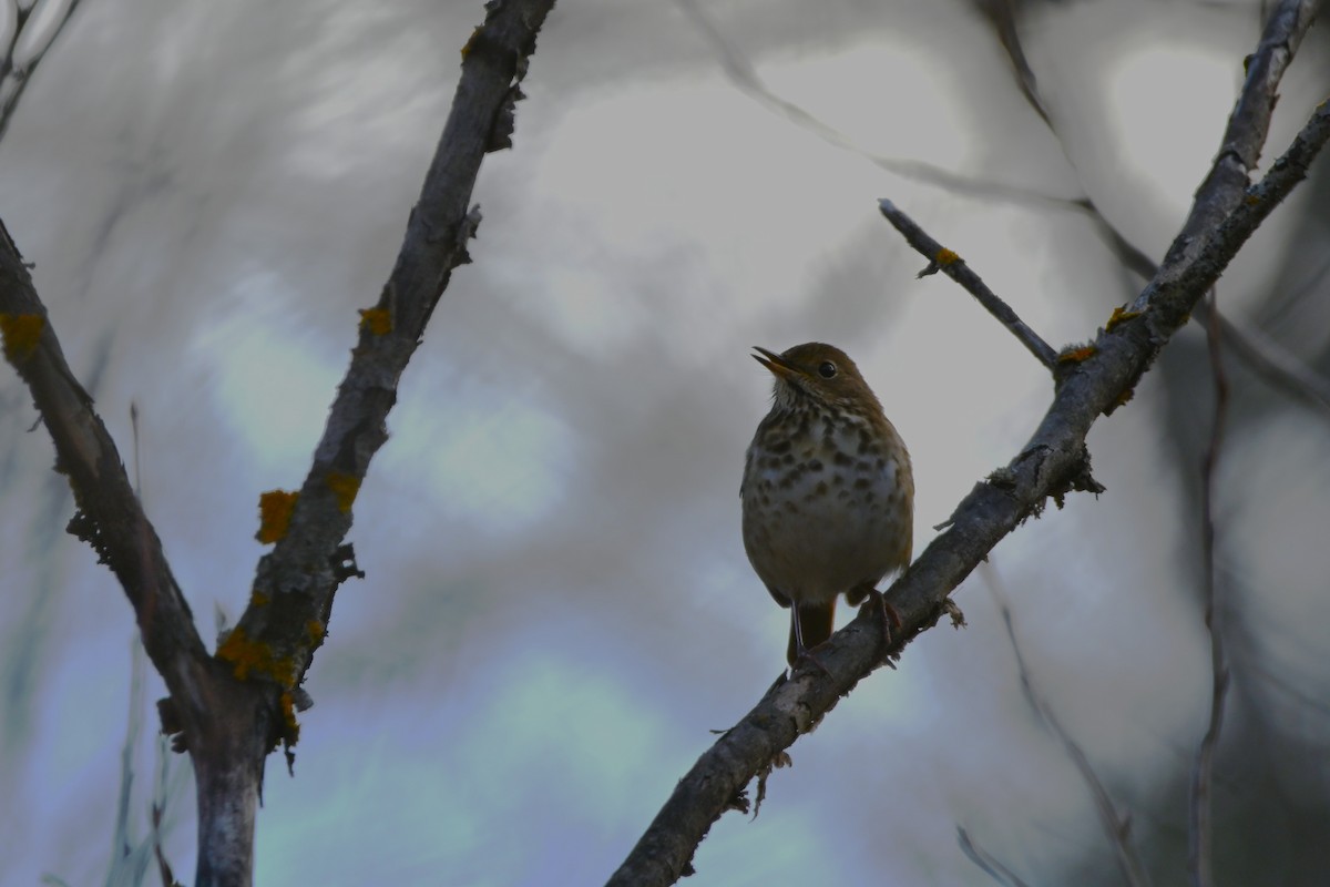 Hermit Thrush - ML645756615