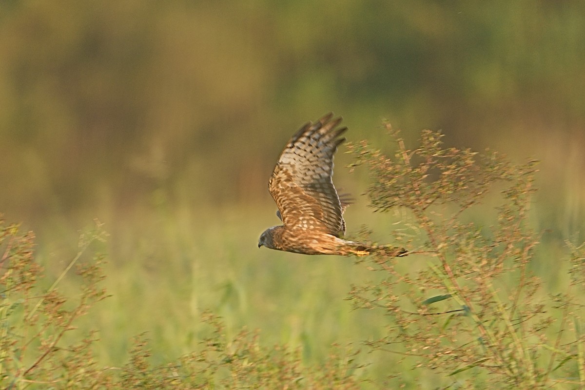 Pied Harrier - ML645756617